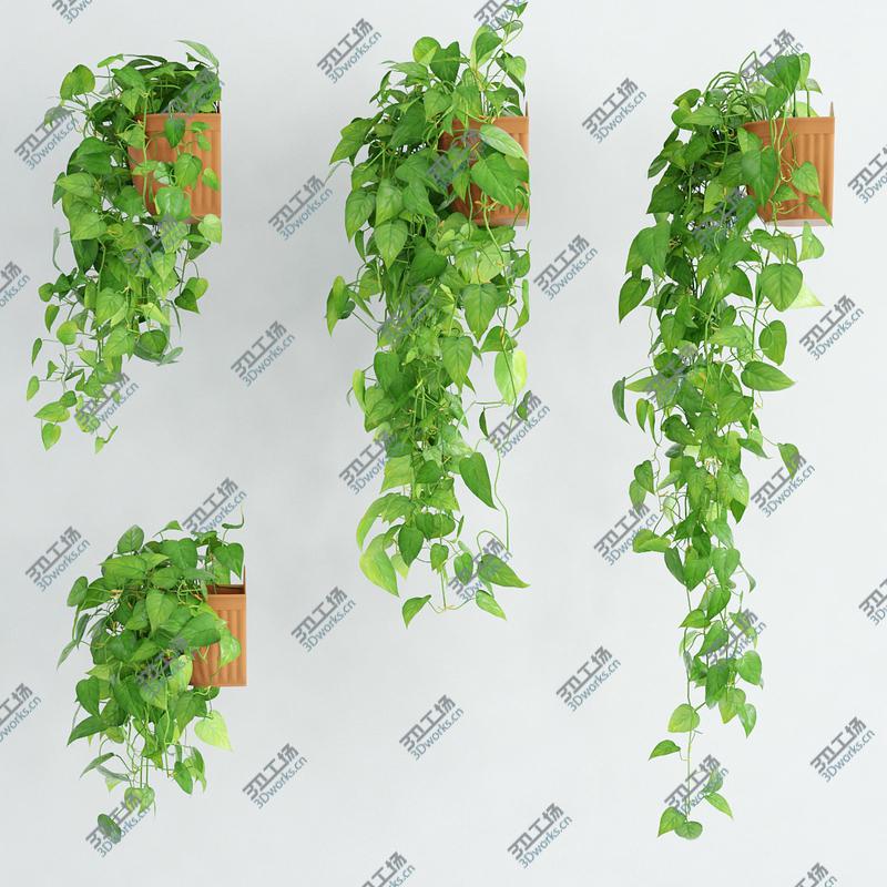 images/goods_img/20210114/Scandens plant 5/2.jpg